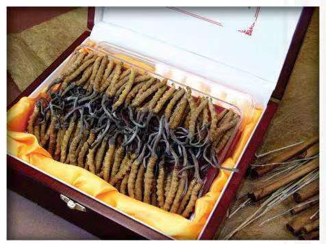 新田冬虫夏草回收